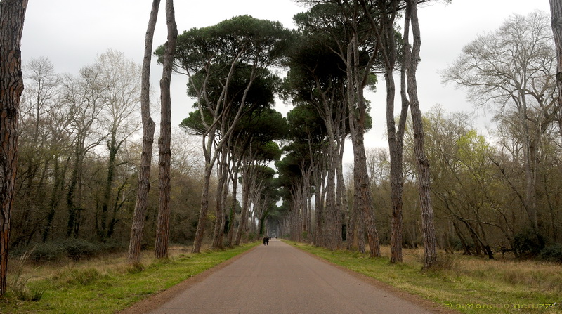 Aphyllophorales nella Tenuta di San Rossore